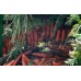 OHAKUNE CARROTS  2KG Bag